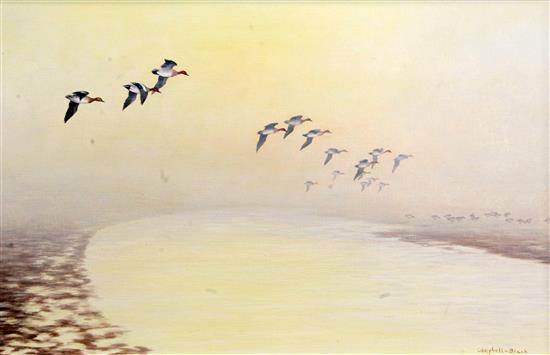 Geoffrey Campbell-Black Ducks in flight, 16 x 25in.